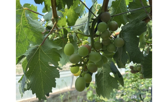 Өмнөговь: Хүлэмжинд тарьсан усан үзмийн мод ургацаа өгч байна